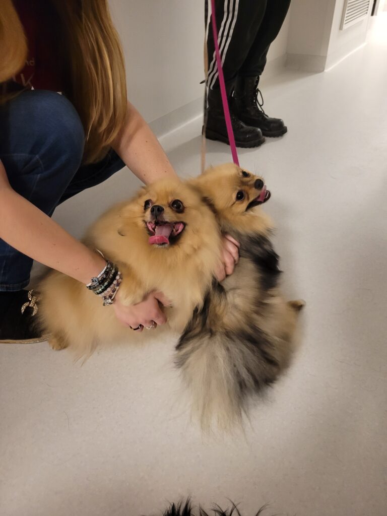 Psi terapeuci - Balbina i Buba