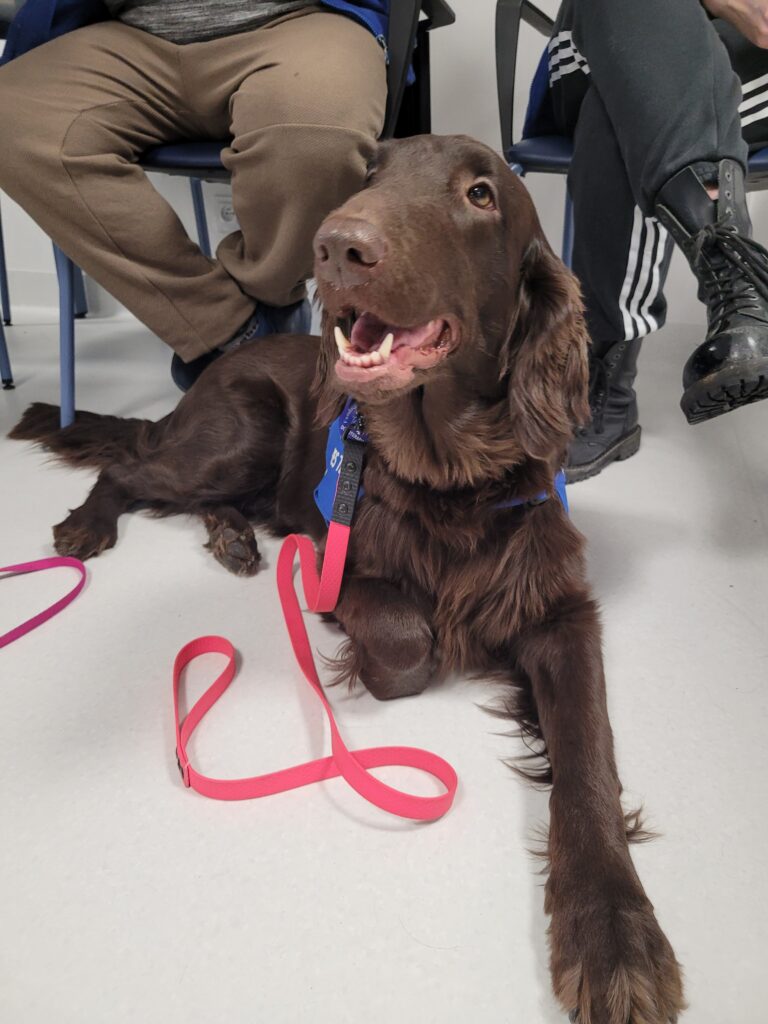 Psi terapeuta - Tytka